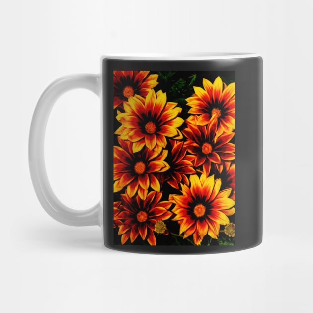 Gazania Flowers by PictureNZ